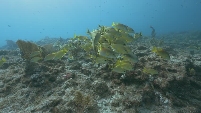 School of yellow French grunt Haemulon Flavolineatum swimming over coral reef