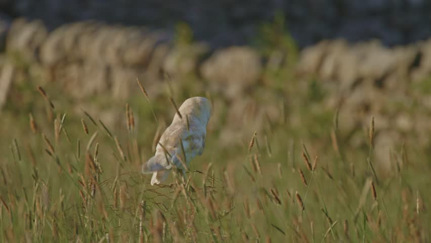 Wild Barn Owl perched on chicken wire in grass meadow with drystone wall in background. Owl suddenly looks around directly at camera. 25fps, 4k