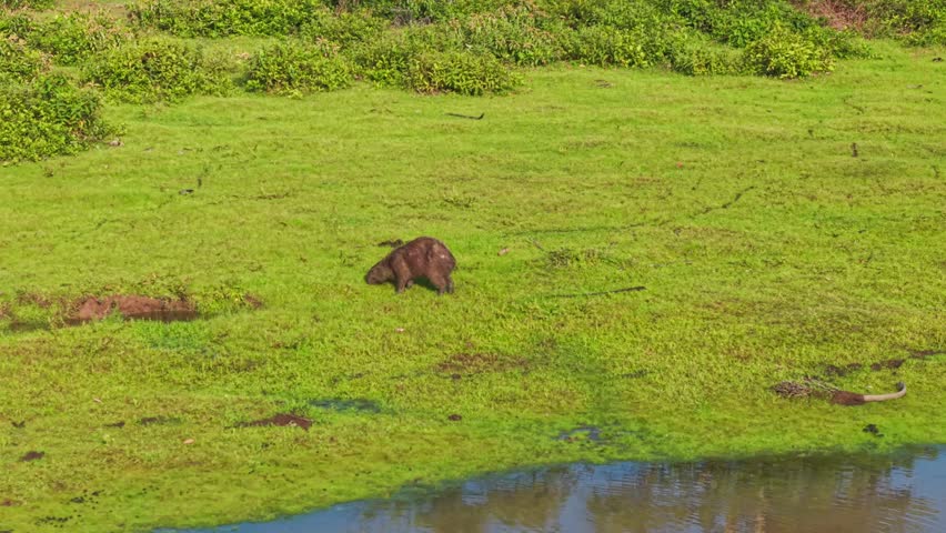 Aerial footage of a capybara grazing near resting caimans in the lush llanos orientales, colombia