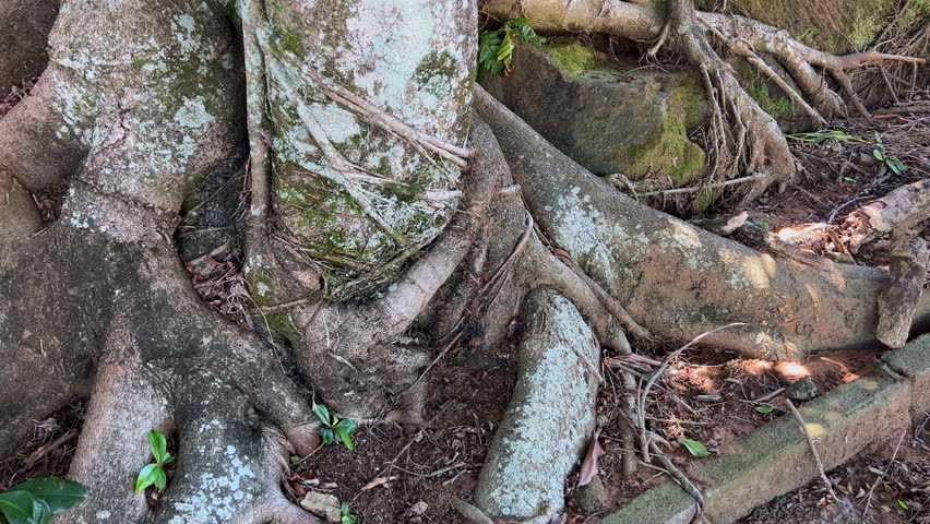 Ficus tree roots cling tightly to rock and exposed soil in vertical growth, highlighting resilience, anchoring strength and natural adaptation.