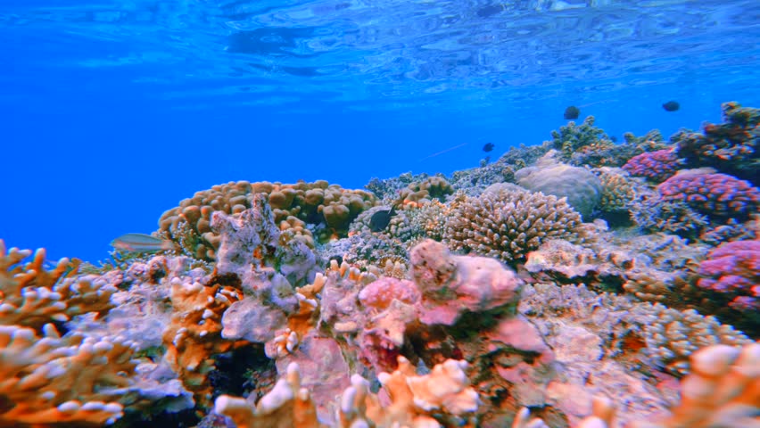 Swimming above colorful coral reef in clear blue water of Red Sea