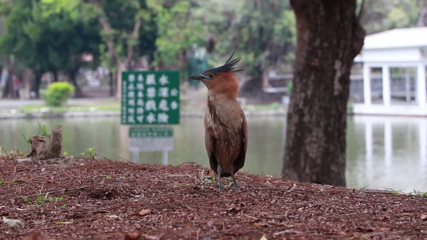 Black-crowned Night Heron (also known as Malayan Night Heron or Gorsachius melanolophus) on the edge of a lake in Tainan City Park, Taiwan