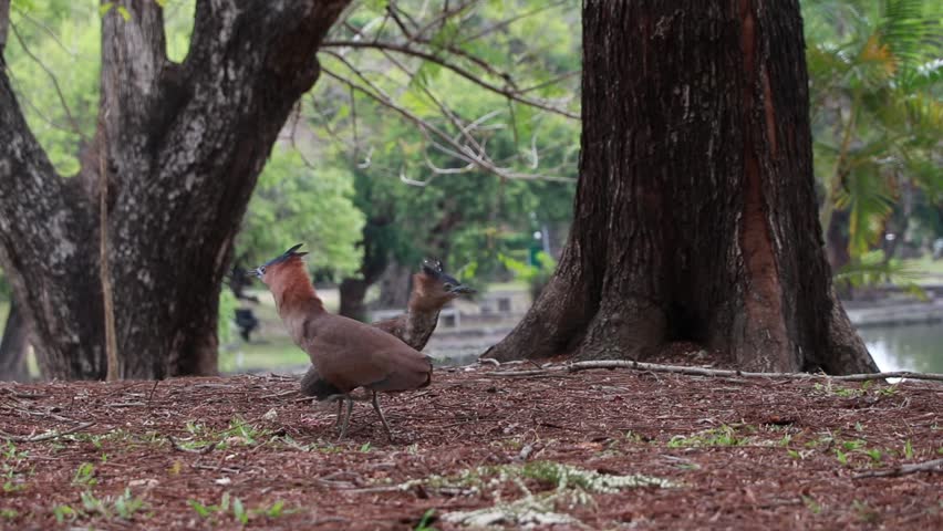 A pair of Black-crowned Night Heron (also known as Malayan Night Heron or Gorsachius melanolophus) are looking for food on the edge of a lake in Tainan City Park, Taiwan.
