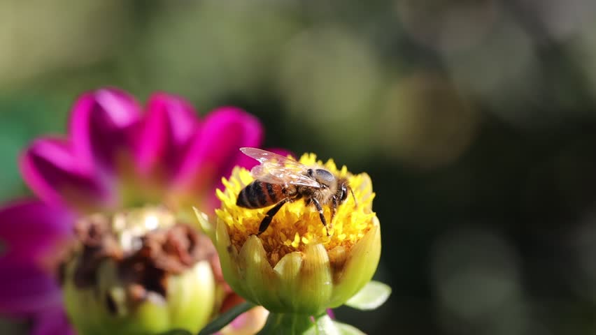 Bumblebee collecting nectar on a white dahlia flower