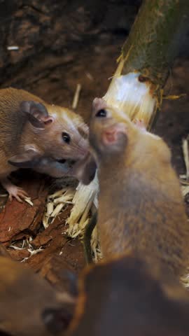 Wild forest, small mice, rodents, gnaw a branch, a tree on nature. close-up