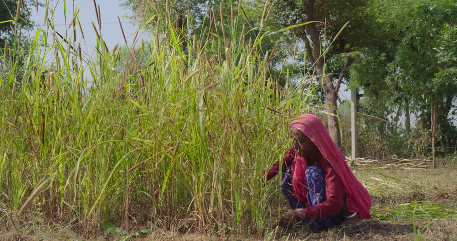 Indian elderly mature villager woman sitting wear traditional red saree do farm filed work outdoor rural area. Worker elder female use hand sickle cutting green fodder grass day time outside village ground place