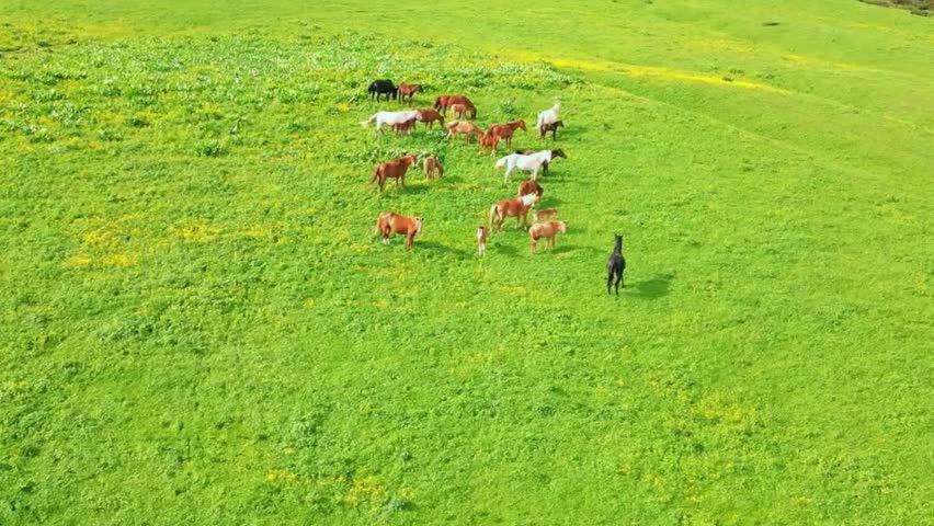 A high-angle aerial view of a diverse herd of brown, white, and black horses grazing and moving across a lush green hillside.