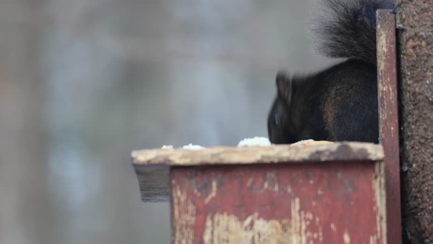 a gray squirrel in a bird feeder, Quebec, Canada.