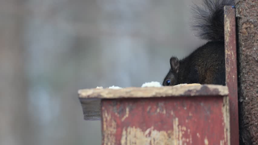 a gray squirrel in a bird feeder, Quebec, Canada.