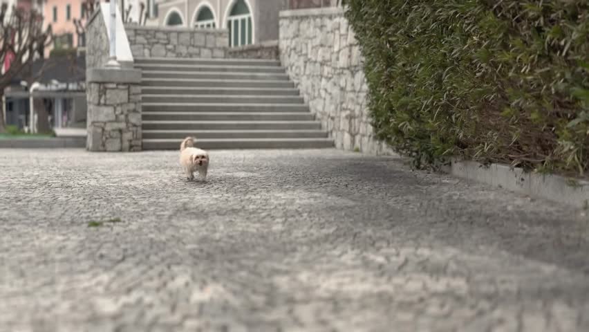 This clip shows a small fluffy companion dog running forward along a cobblestone street in a quiet urban environment. The animal approaches from the distance and moves steadily toward the viewer, creating a sense of playful movement and curiosity.

The scene takes place on a textured stone pavement typical of historic streets or pedestrian areas. In the background, stone stairs and walls frame the environment, while vegetation along the side adds a touch of greenery to the setting. The combination of architectural elements and natural details creates a visually interesting urban landscape.

The camera perspective is positioned low to the ground, emphasizing the movement of the dog as it runs along the uneven cobblestone surface. This angle enhances depth and makes the forward motion feel dynamic and engaging.

Slow motion highlights the soft motion of the fur and the rhythmic stride across the stone path. The relaxed but energetic pace communicates a playful and lively character while maintaining a calm visual flow.

The scene conveys themes such as companionship, curiosity, and everyday life with animals. The approaching movement reinforces the friendly and affectionate nature often associated with small companion dogs.

Because of the recognizable setting and the expressive movement, this footage can be used in a wide range of creative projects. It fits well for lifestyle media, travel related storytelling, urban exploration visuals, and content focused on pets and companionship.

The combination of stone textures, architectural elements, and the lively subject also makes the clip suitable for advertising, editorial storytelling, and promotional videos related to leisure, wellbeing, and relaxed daily life.