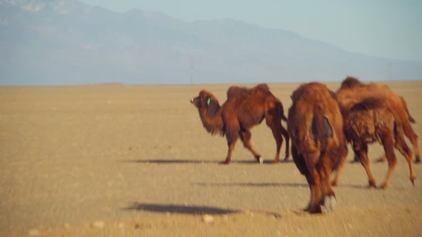 Three Camels Walking Across Barren Desert Plain Under Hazy Sky, Shaggy Brown Coats With Prominent Humps, Steady Slow Gait Across Pebblestrewn Ground, Long Shadows And Vast Empty Horizon Conveying
