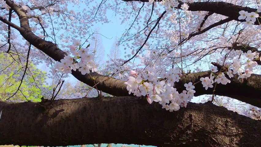 Cherry blossoms in close-up with tall metasequoia trees visible behind them, creating a unique spring park landscape.