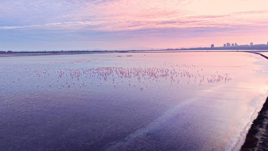 High angle drone shot of a large colony of greater flamingos wading in shallow purple water under a colorful sky in Burgas, Bulgaria. Flamingo flock in pink salt lake at sunset.