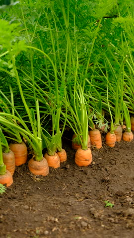 Carrot harvest in the garden. Selective focus.