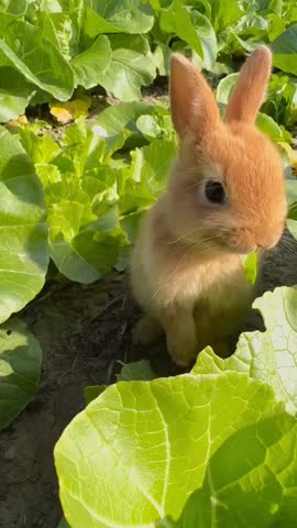 This video features a heartwarming scene of a small rabbit nestled among the large, crisp leaves of a lettuce field. The rabbit appears calm and content, surrounded by the vibrant greenery of the lettuce plants. The video captures the serene atmosphere of a sunny day in a natural landscape, with the warm sunlight casting a gentle glow over the entire scene. The rabbit's soft fur and delicate features are prominently displayed as it sits quietly, seemingly enjoying the peaceful surroundings. The video showcases the beauty of nature and the simple joys of country life, making it a delightful and charming visual treat.