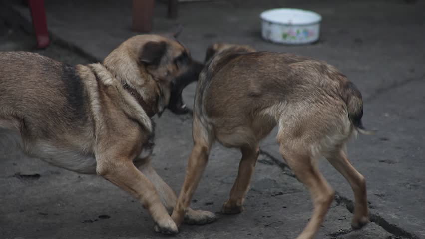 Two dogs play fighting and wrestling together 