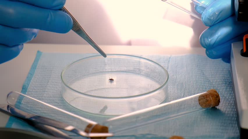 Examine a tick in a lab. Selective focus.