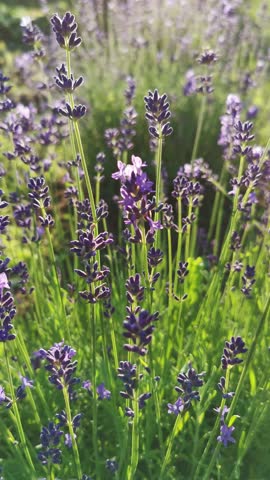 Lavender plants display beautiful purple flowers in a garden, with a bee flying towards the blooms under bright sunlight, creating a lively scene