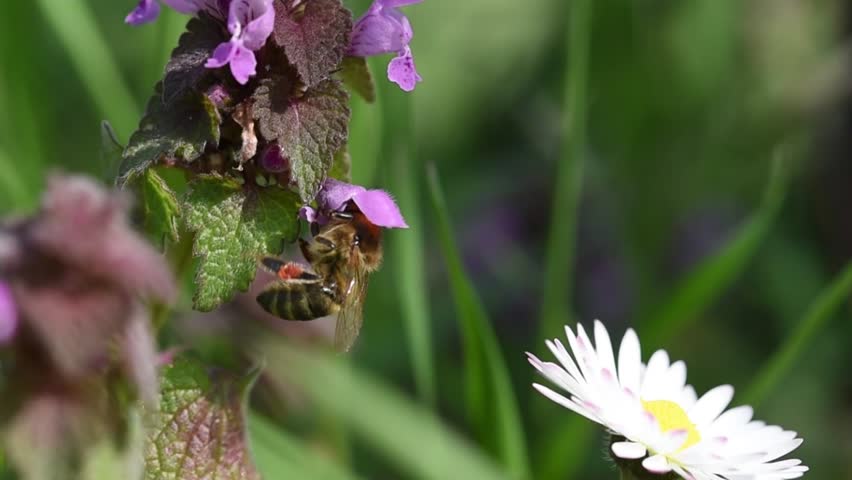 Macro footage of a honey bee landing on a white daisy flower and beginning to collect nectar and pollen. Close-up view of pollination behavior in a sunny meadow during spring.