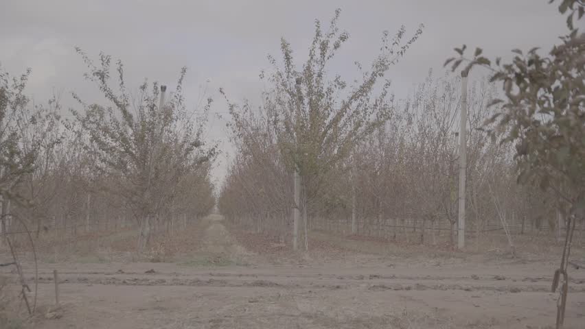 View down a row of fruit trees in a large orchard covered by extensive white anti-hail protective netting, extending towards the distant hills.