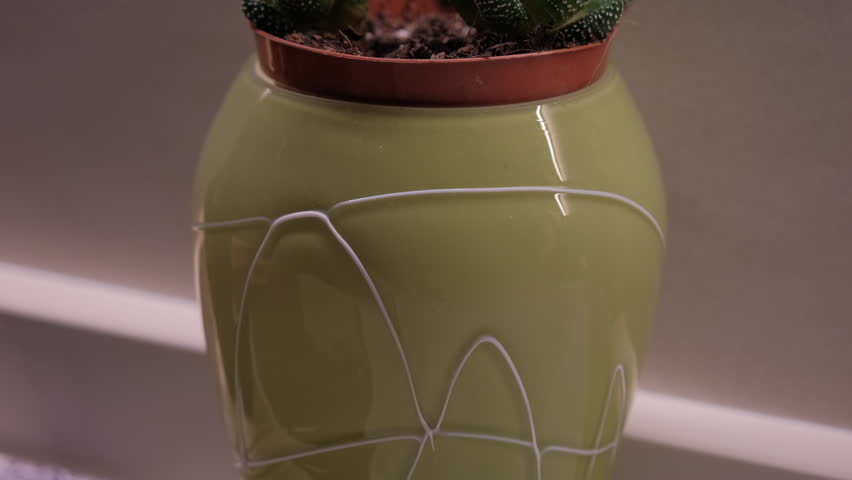 Small Haworthia Succulent Close Up Macro Botanical Detail