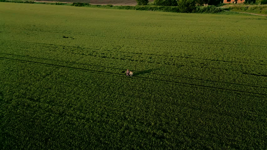 Aerial view of two farmers walking in wheat field examining crop yield while camera orbiting around them.