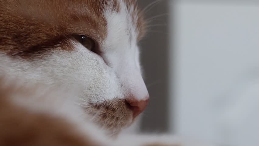 Close-up of a cats face. Ginger and white cat. Eyes closed, dozing.