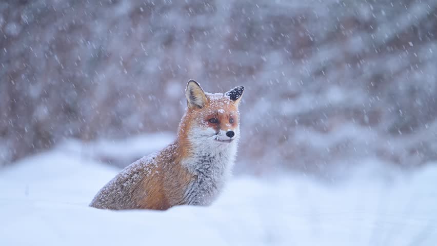 Red fox ( Vulpes vulpes ) in winter scenery	
