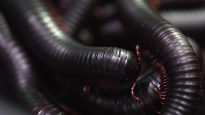Video of Several Giant African Millipedes (Archispirostreptus gigas) shown crawling over each other 