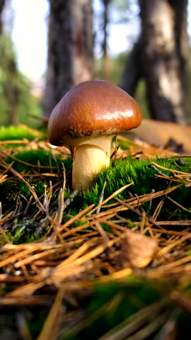 Mushroom picking in the forest. Selective focus.