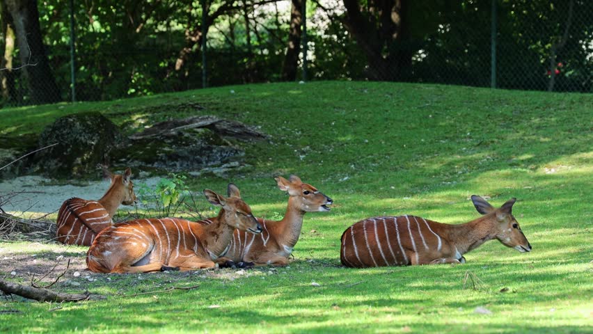 The nyala, Tragelaphus angasii is a spiral-horned antelope native to Southern Africa. It is a species of the family Bovidae and genus Nyala, also considered to be in the genus Tragelaphus. 