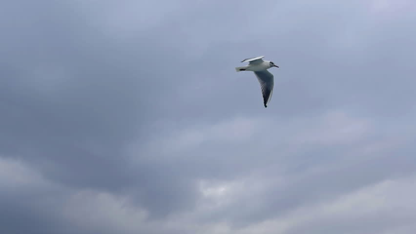 Single seagull gliding through a cloudy sky creating a peaceful minimal nature scene.