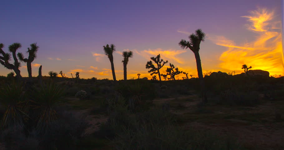 Sunrise Joshua Tree National Park Silhouettes Desert Sun Dawn