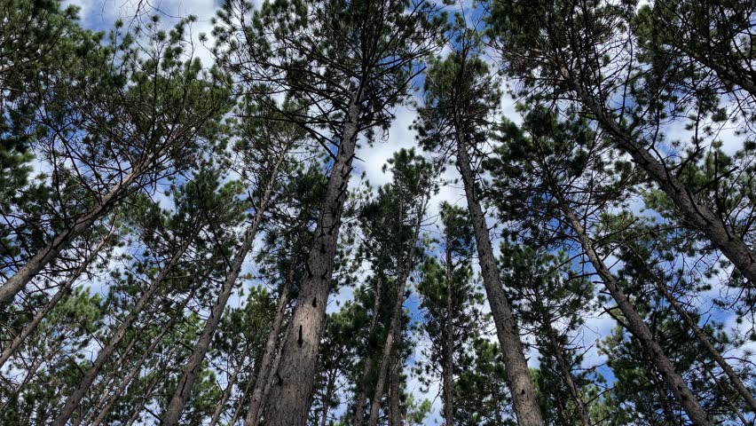 Wide-angle rotating shot looking up at green tree canopies in the forest at Bon Echo Provincial Park, Ontario, Canada. Peaceful woodland scene with natural ambient forest sounds.