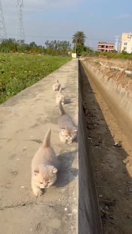 Small kittens walking in a line on a concrete path beside green farmland on a sunny day.