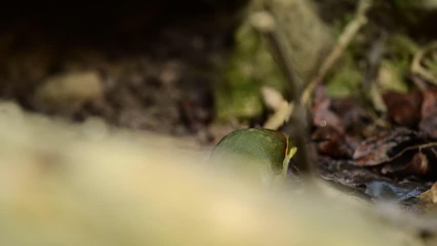 A stunning Red-billed Leiothrix hops onto a moss-covered rock, dipping its bright red beak into the cool, clear water of a forest stream.