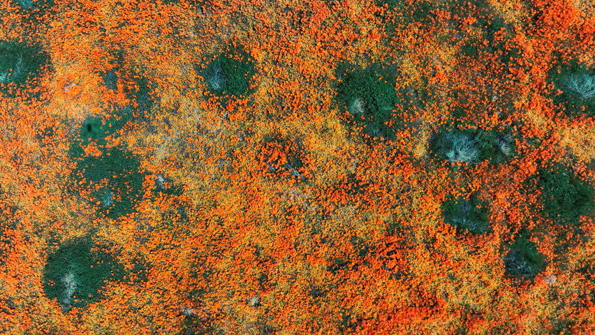 California Poppy Super Bloom Aerial Shot Top Down Antelope Valley Spin L Slow - Filmed outside of Poppy Reserve California USA