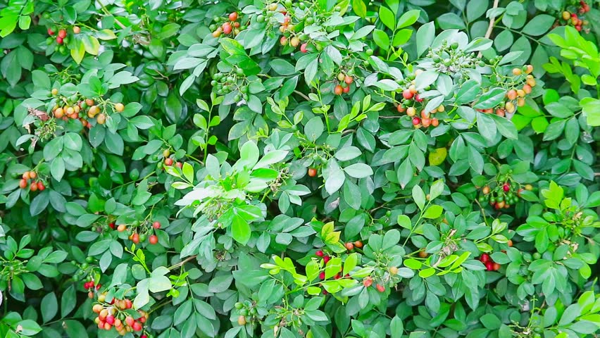 Orange Jasmine or Andaman satinwood bears fruit in many colors during the rainy season of Southeast Asia. It is commonly grown as an ornamental plant because of its fragrance