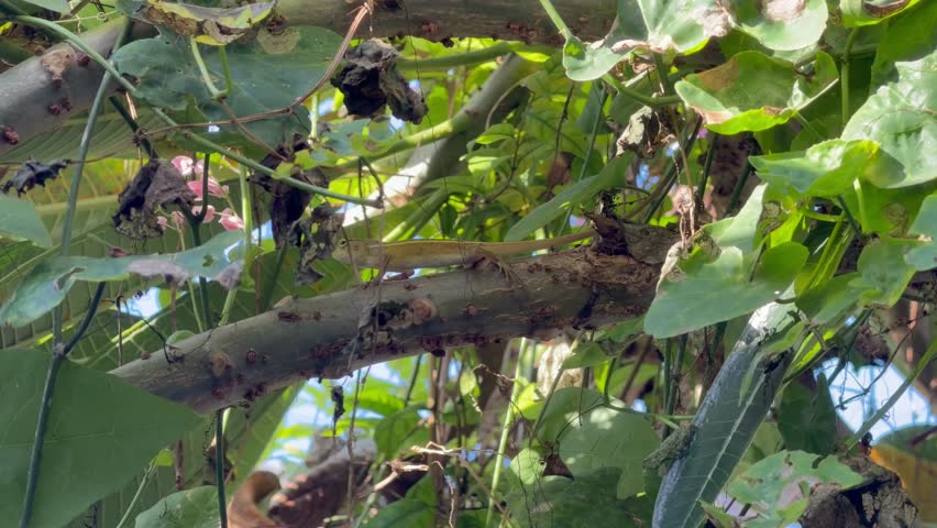 Oriental Garden Lizard Resting on a Tree Branch in the Forest.