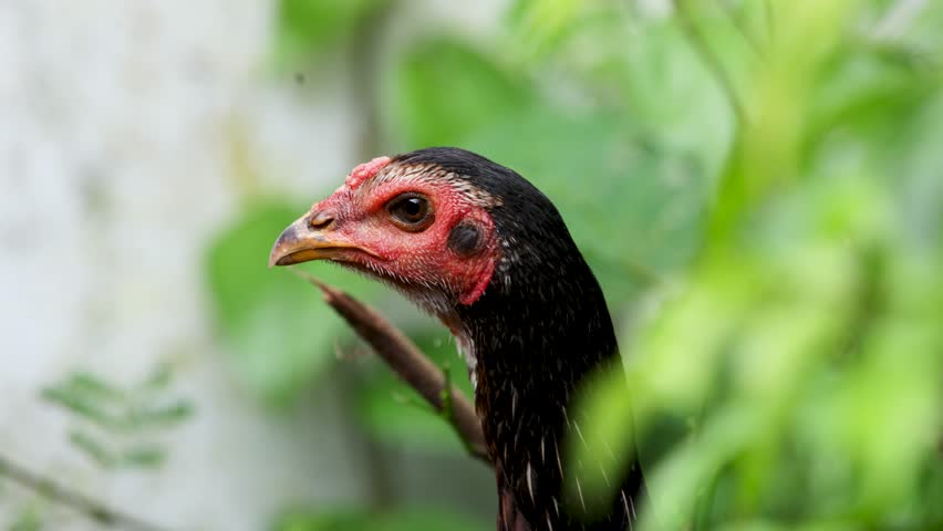 Close Up Hen In Farm Environment. Hen Head Close Up In Rural Farm. Chicken Hen Watching Surroundings