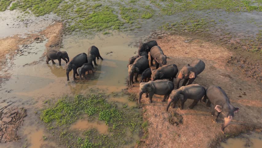 Aerial drone shot of a large herd of Asian elephants with calves on a marshy island in Ampara, Sri Lanka.