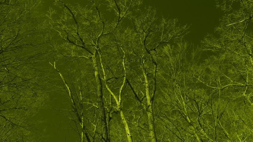 Looking up into a group of leafless large trees that are moving in the wind a forest scene in a monochromatic surreal green filter
