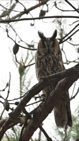 Long-eared Owl Staring at Camera with Orange Eyes Perched on Pine Branch