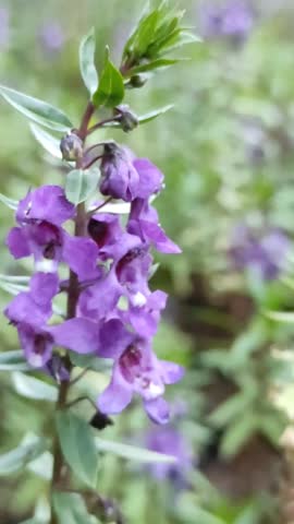 Beautiful Field of Purple Flowers Blooming in a Lush Garden

 A vibrant close up view of a purple flower field, featuring delicate blossoms swaying gently in the breeze. The lush green foliage creates a natural contrast with the deep violet and lavender hues of the petals. This serene outdoor footage captures the essence of a spring garden or a summer meadow in full bloom. Perfect for botanical studies, wellness backgrounds, nature documentaries, and romantic or peaceful themes. High definition shot with a soft, natural depth of field