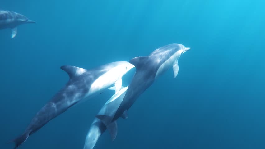 Slow motion video of a pod of common dolphins swimming through deep clear ocean water on the east coast of Australia, with several dolphins visible just below the surface.
