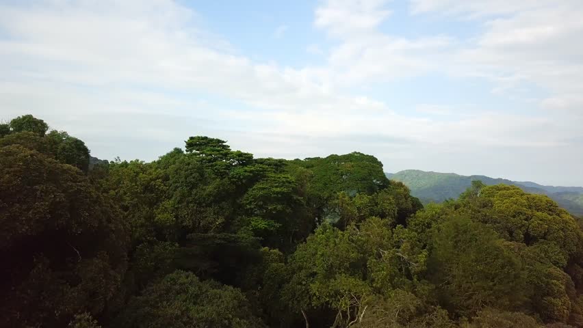 Dense rainforest canopy and mountain ridges revealed in Bwindi Impenetrable National Park, Kanungu District, Western Region, Uganda, Albertine Rift tropical forest landscape, drone reveal shot.