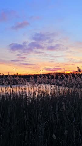 Peaceful Lakeside Sunset with Reeds.