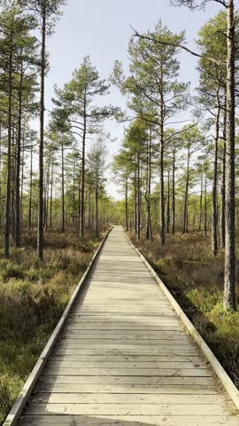 Scenic Boardwalk Through Serene Pine Forest.