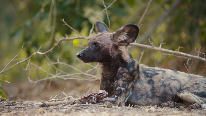 African wild dog feeding on an impala leg in Mana Pools National Park Zimbabwe