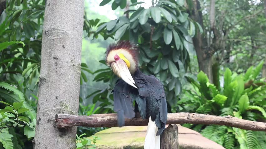 Elegant Grey Crowned Crane Preening Feathers with Natural Forest Background and Soft Blur